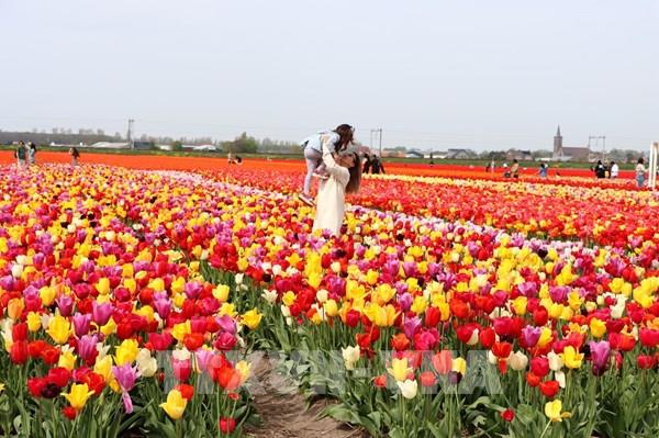 Rực rỡ những cánh đồng hoa tulip ở Hà Lan