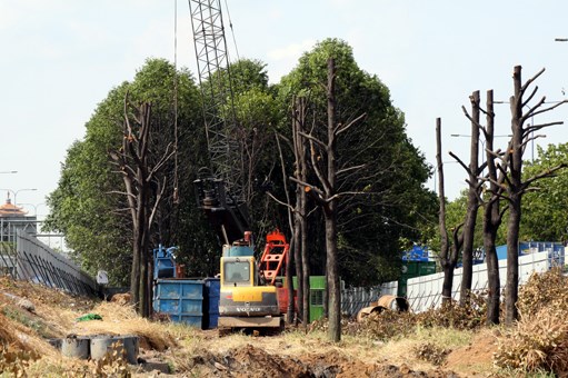 Di dời cây xanh để làm tuyến metro số 2 Bến Thành – Tham Lương
