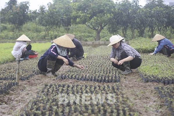 Vốn chính sách nâng cao quyền làm chủ kinh tế cho phụ nữ