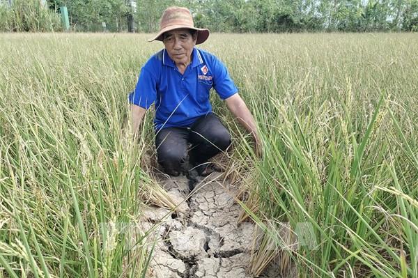 Không tuân thủ khuyến cáo, nhiều diện tích lúa vụ 3 thiệt hại