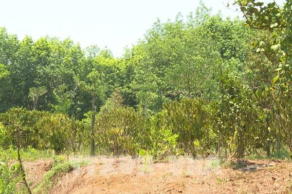 Nhiều nơi tại Bình Phước thiếu nước trầm trọng