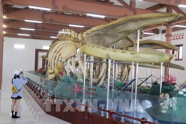 Chiêm ngưỡng hai bộ xương cá Voi lớn nhất Việt Nam ở đảo Lý Sơn