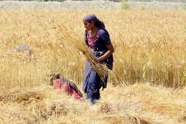 Cách tiếp cận khác trong đảm bảo an ninh lương thực ASEAN