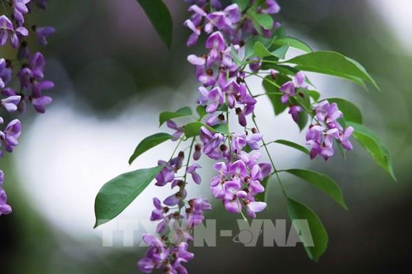  Khám phá mùa hoa tím trên bán đảo Sơn Trà