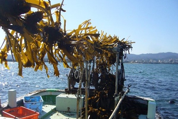 Nhật Bản trồng cỏ biển để thu giữ carbon