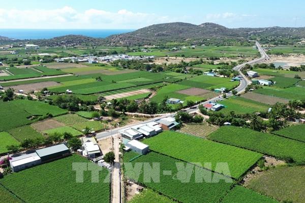 Làng nho Thái An - điểm đến không thể bỏ qua khi đến Ninh Thuận