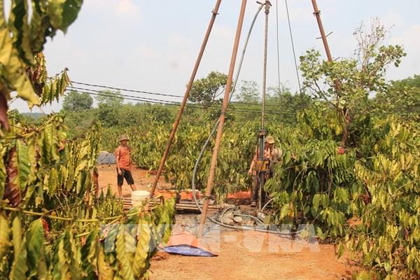 Tây Nguyên ứng phó với hạn hán khốc liệt - Bài 2: “Gồng mình” chống hạn cho cây trồng