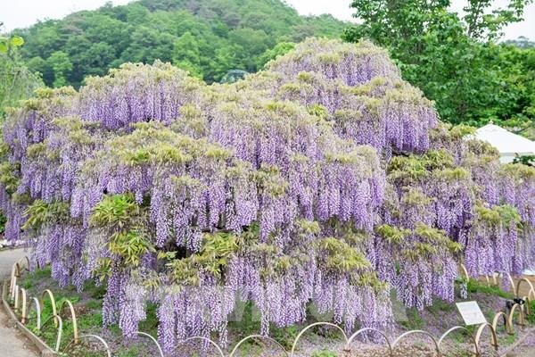 Vườn hoa Tử đằng đẹp nhất Nhật Bản nở rộ