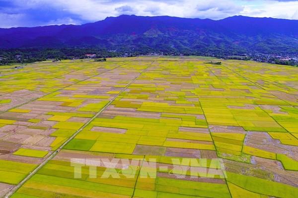 Chiêm ngưỡng cánh đồng lúa lớn nhất Tây Bắc