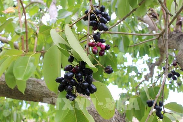 An Giang mùa trâm chín