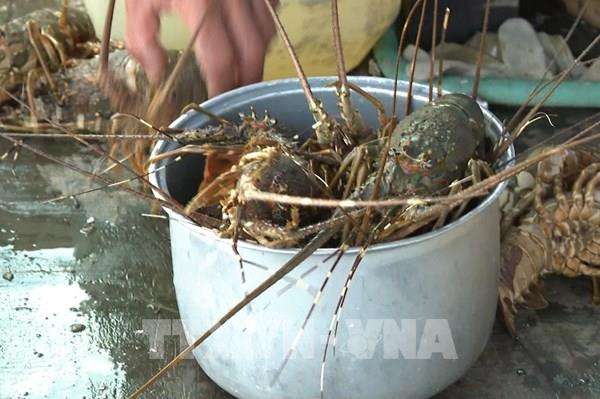 Bước đầu xác định tác nhân khiến tôm hùm bông chết bất thường tại Khánh Hòa