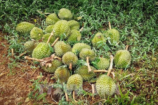 Mưa dông đầu mùa khiến sầu riêng tại Gia Lai rụng trái la liệt