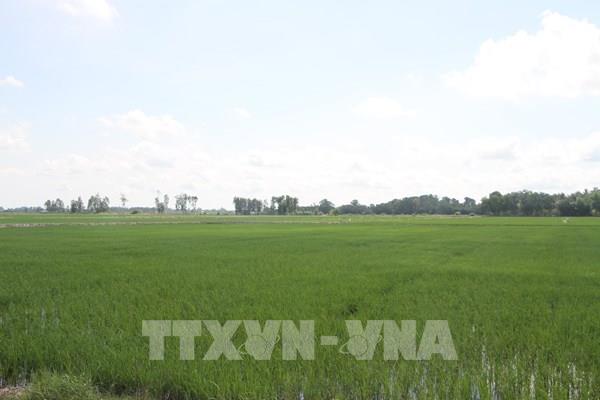 Không tuân thủ khuyến cáo, hàng nghìn ha lúa ở Bạc Liêu đang chờ mưa “giải cứu”