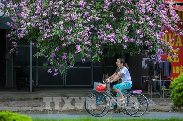 Hoa bằng lăng "nhuộm tím" thành phố Hòa Bình