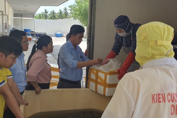 Trên 500kg tôm nguyên liệu chứa tạp chất bị phát hiện
