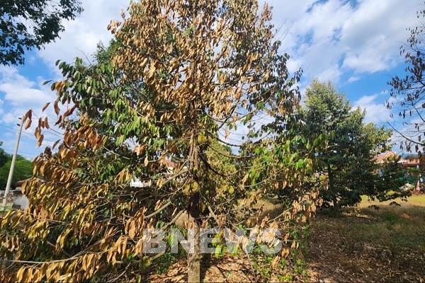 Cơn mưa "vàng" giải nhiệt cho thủ phủ sầu riêng Đạ Huoai, Lâm Đồng