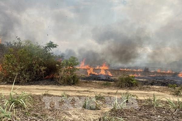 Khánh Hòa: Cháy hàng chục ha rừng và ruộng mía