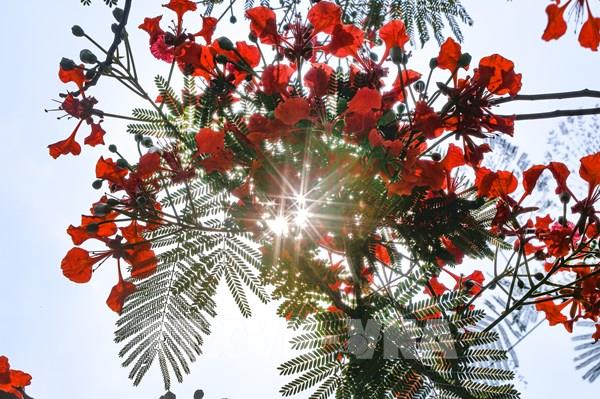 Đẹp ngỡ ngàng con đường hoa phượng đỏ ở Hòa Bình