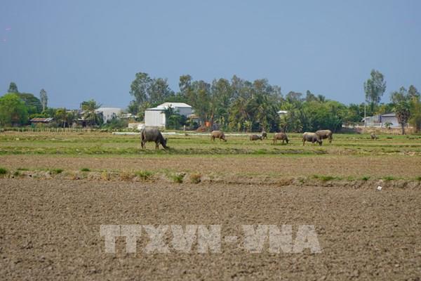 Nông dân ở Đồng Tháp bỏ gieo sạ lúa vì giá bơm nước quá cao