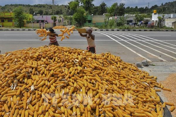 Những dấu hiệu đáng lo ngại về sản lượng ngũ cốc của thế giới