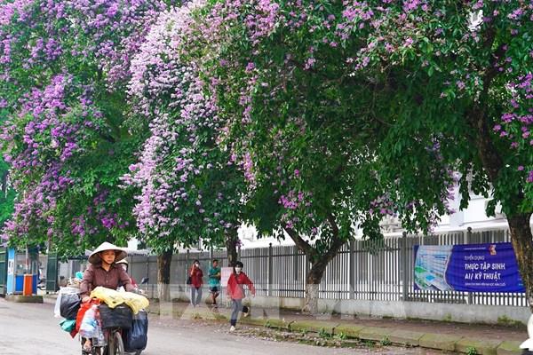 Ngắm Hà Nội đẹp như mơ trong mùa hoa bằng lăng