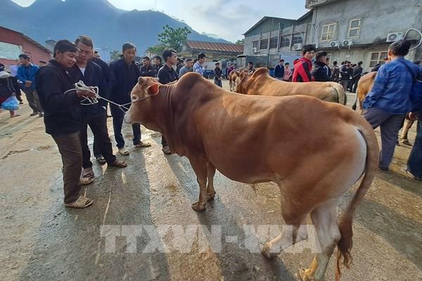 Lên Hà Giang khám phá nét độc đáo của Chợ bò Mèo Vạc