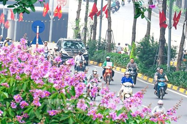 Sắc tím Bằng Lăng tràn ngập đường phố Hà Nội