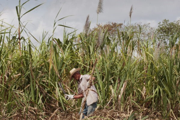 Cuba có khả năng phải nhập khẩu đường