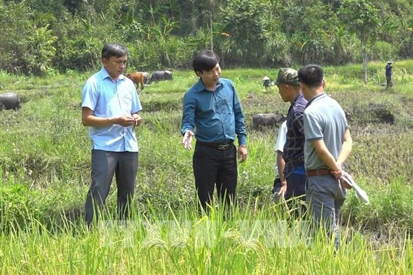 Triển vọng sản xuất lúa chất lượng cao ở Kon Tum