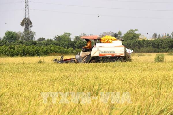 Thị trường nông sản: Giá gạo xuất khẩu duy trì ổn định