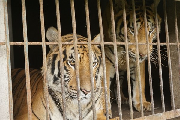 Khởi tố đối tượng nuôi, nhốt hổ trái phép