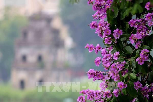 Hà Nội rực rỡ sắc hoa