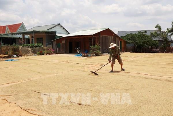 Giải pháp nào giúp tăng giá trị lúa gạo?