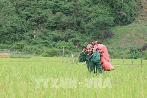 "Mùa vàng" trong đại ngàn Pù Huống (Nghệ An)