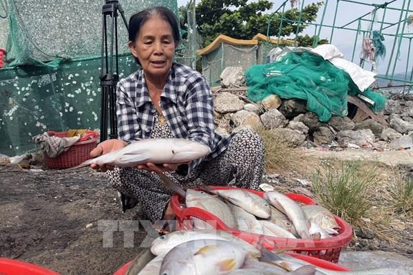 Phú Yên khẩn trương tìm nguyên nhân khiến tôm hùm, cá chết hàng loạt