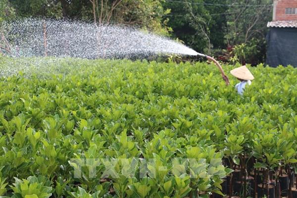 Giá cây giống sầu riêng, mít rục rịch tăng giá
