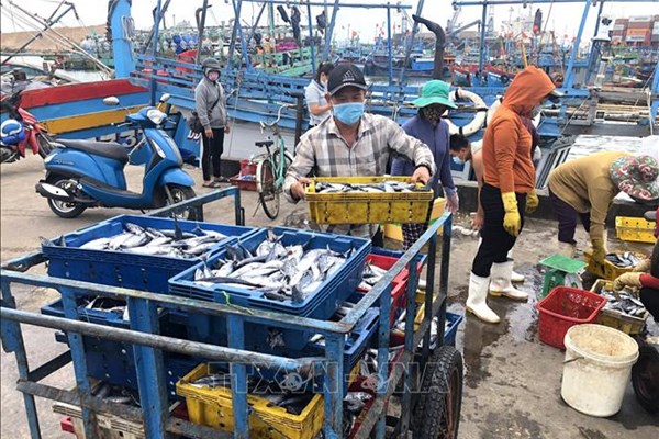 Lộ trình di dời cảng cá Quy Nhơn và vùng phụ cận ra khỏi thành phố