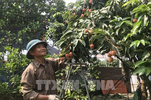 Vải Thanh Hà (Hải Dương) mất mùa
