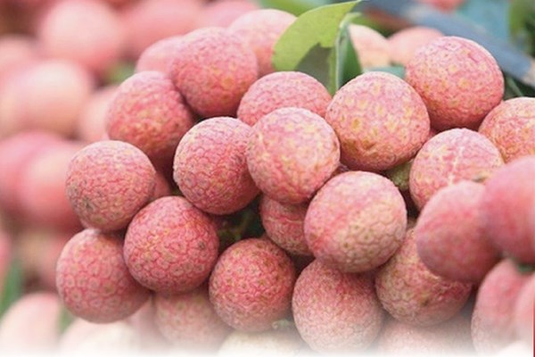 Mùa vụ năm 2024: Bắc Giang bắt đầu thu hoạch vải thiều sớm