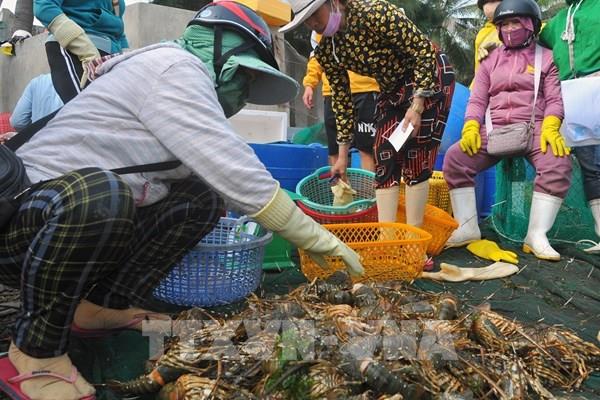 Công bố nguyên nhân tôm hùm chết ở Phú Yên