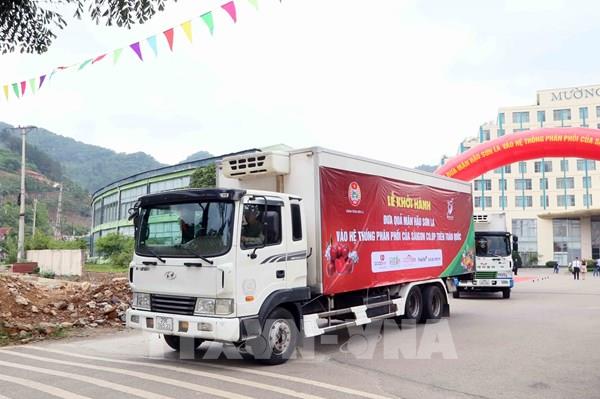 Mận hậu Sơn La vào siêu thị với giá khuyến mãi 29.900 đồng/kg