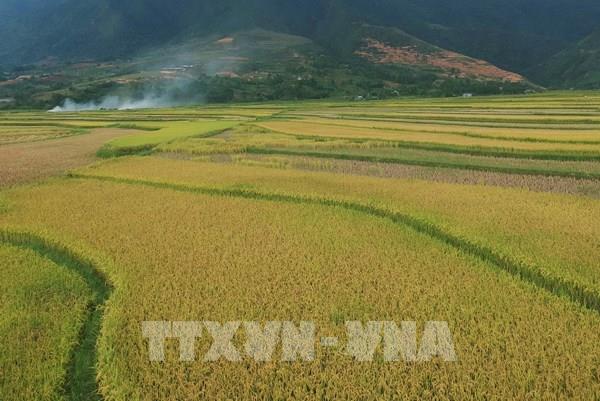 Chiêm ngưỡng vẻ đẹp Cánh đồng vàng Mường Than