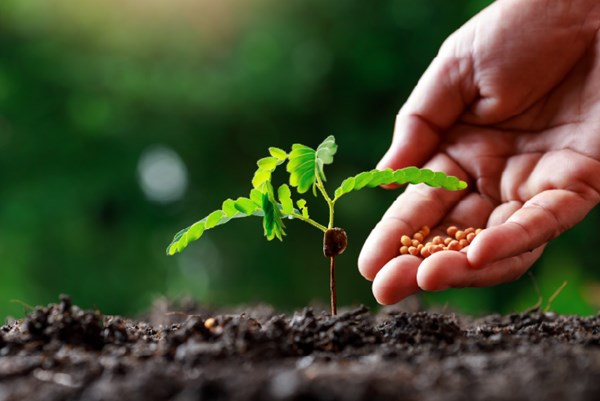 Phân bón Bình Điền sắp chia cổ tức đợt 2 năm 2023