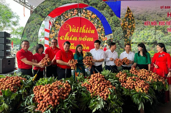 Vải thiều Bắc Giang chờ đón mùa bội thu