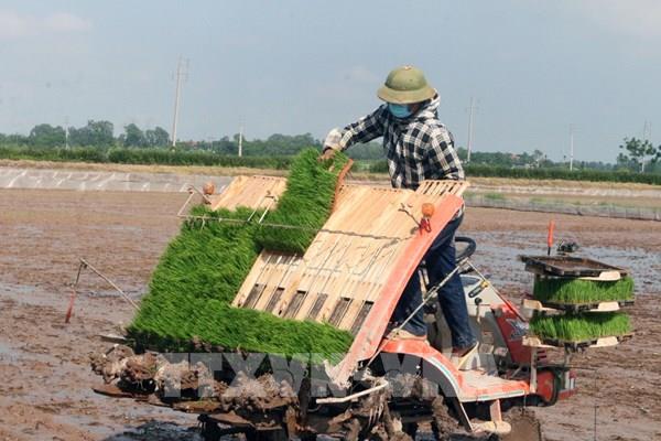 Lúa gạo Việt thành công từ giống tốt