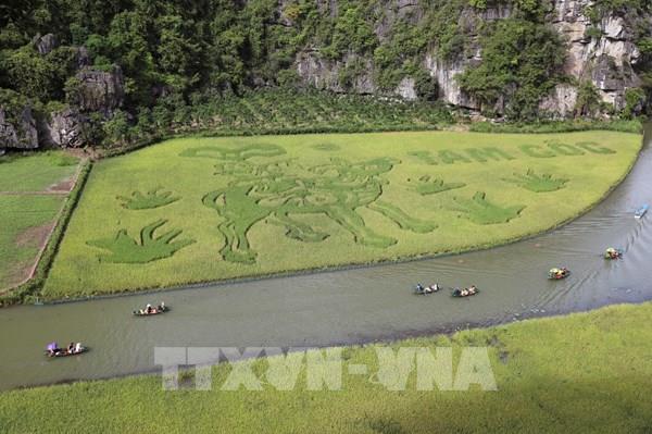Chiêm ngưỡng bức tranh bằng lúa "Mục đồng thổi sáo" ở Tam Cốc, Ninh Bình