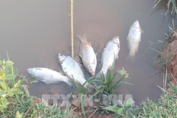 Công ty Cổ phần Cao su Lai Châu cam kết khắc phục phản ánh của người dân