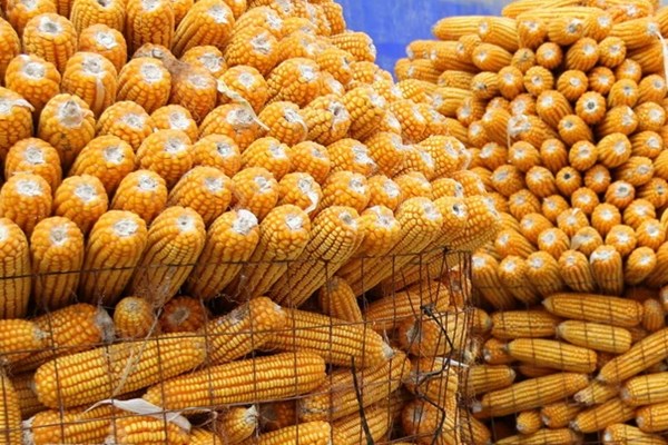 Argentina chuẩn bị xuất khẩu ngô sang Trung Quốc