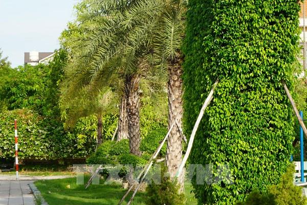 Công ty cây xanh Công Minh trúng thầu hàng chục tỷ đồng tại Đồng Tháp