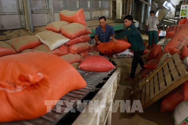 Xuất cấp gạo hỗ trợ nhân dân 5 địa phương dịp giáp hạt năm 2024​